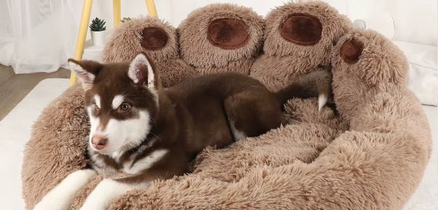 Cama esponjosa para perros