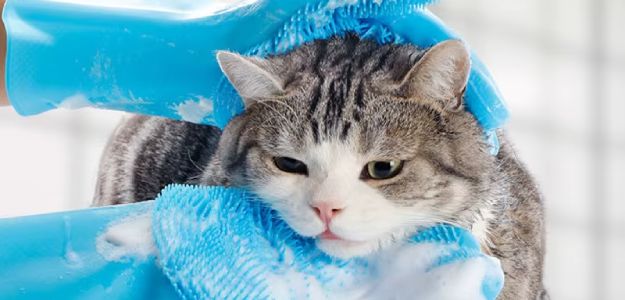 Aspiradora portátil